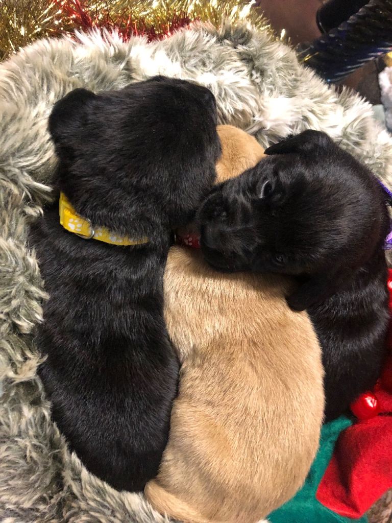 Kc registered Labrador puppies