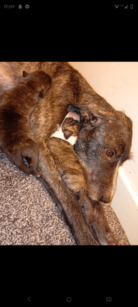 Lurcher deer hound bull cross puppies 