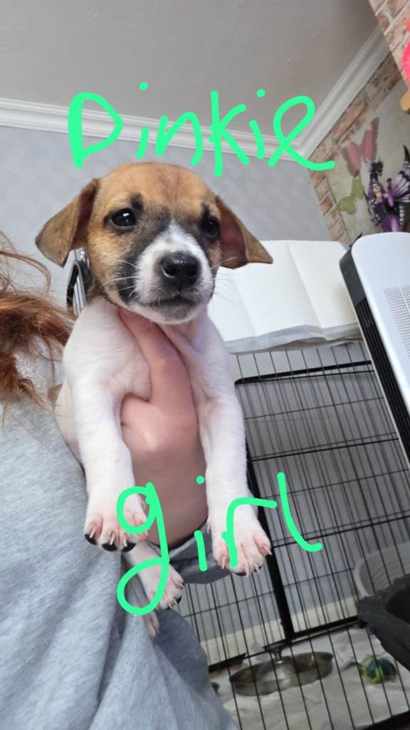 Cross breed jack Russells 