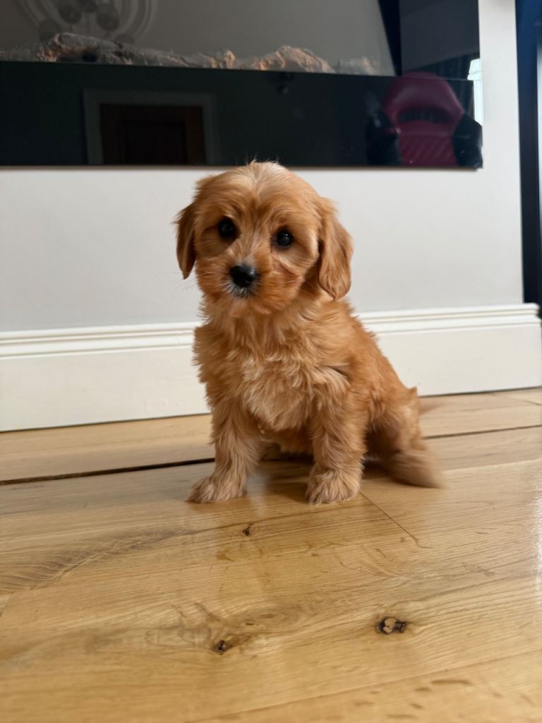 Cavapoo pups for sale