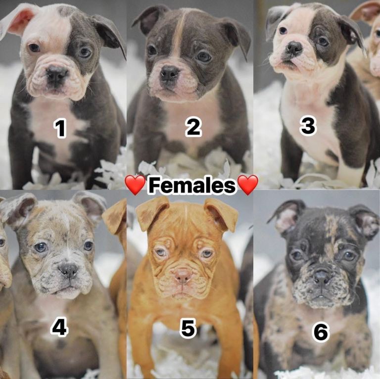5 star licensed breeder please call for info!