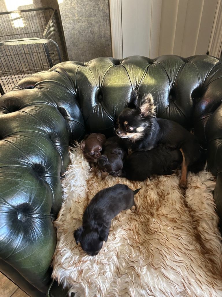 Tea cup chihuahua pups