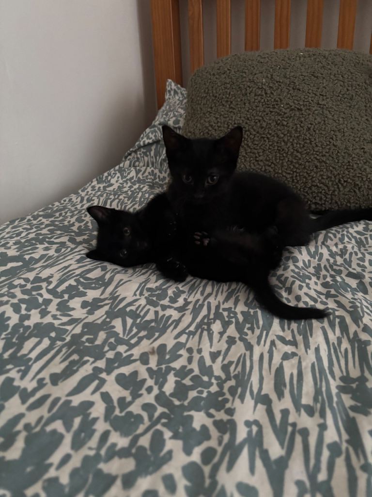 10 week old kittens 