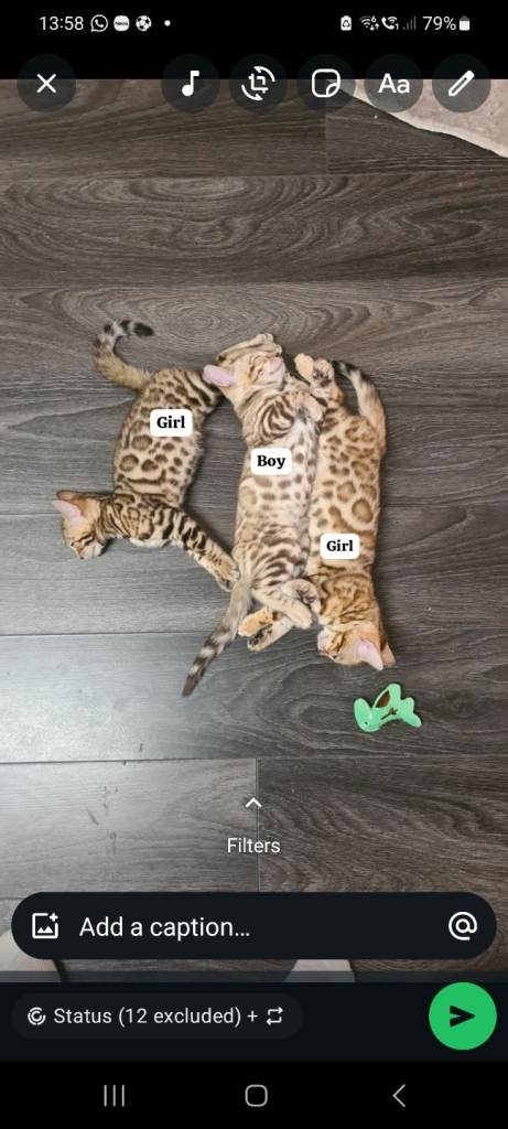 Pure bengal pedigree 