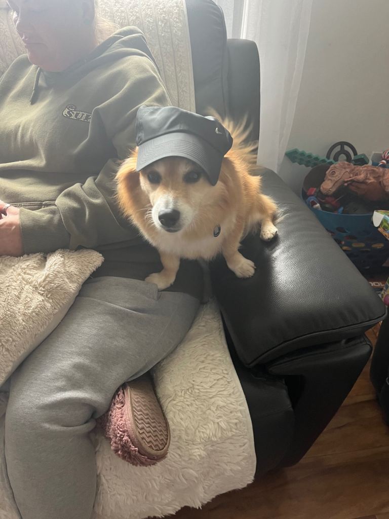 Re-homing two older dogs 