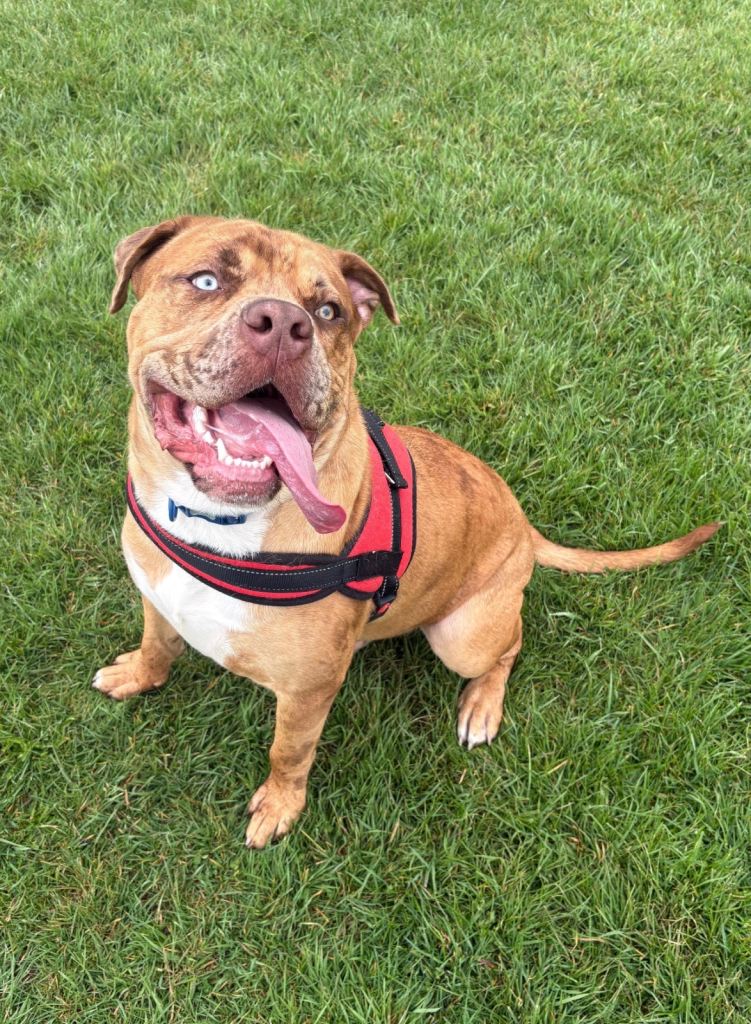 Beautiful presa canario x American bulldog 