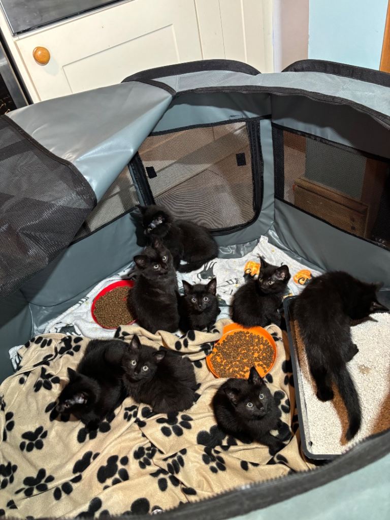 Mixed breed mixed gender black kittens 