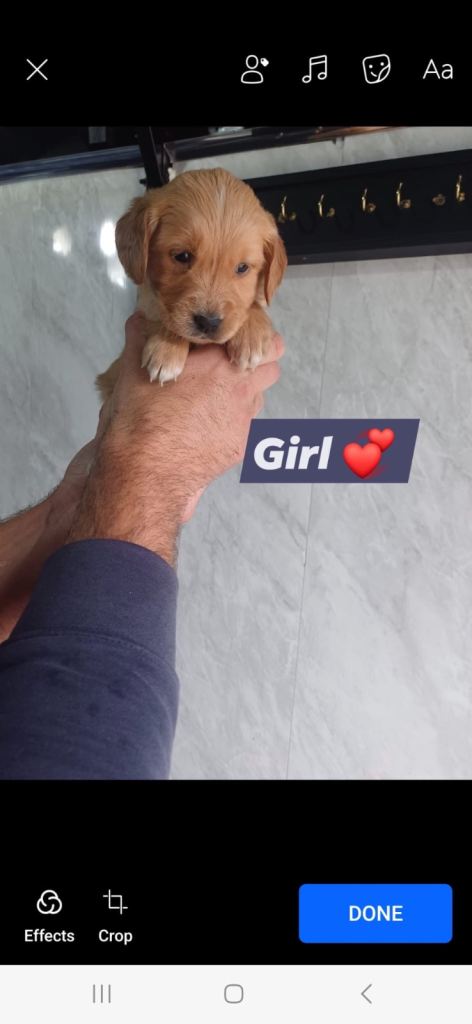 golden retriever READY TO LEAVE NOW