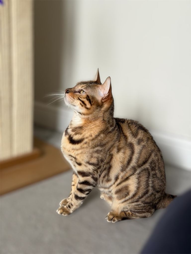 Beautiful Seal Sepia Bengal Female – Calm & Affectionate