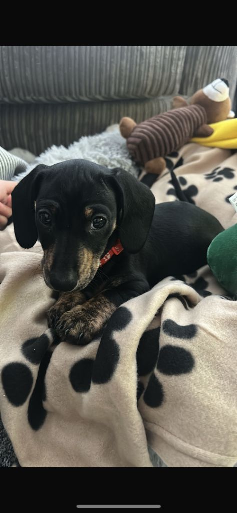 Mini dachshund 