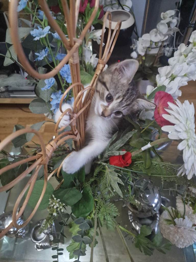 Kittens for sale.