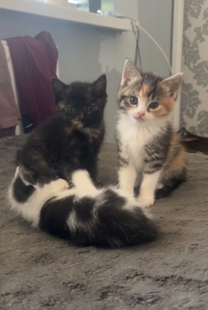 Beautiful kittens 