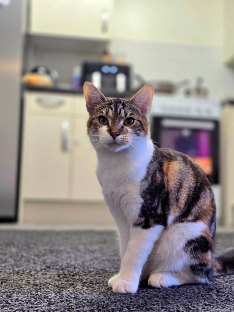 Gorgeous 7-Month-Old Calico Cat – Female – Needs a Loving Home