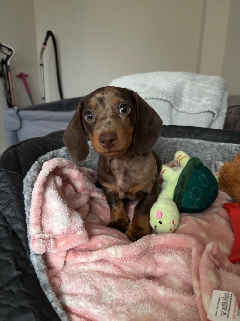 Dapple - Miniature Dachshund 