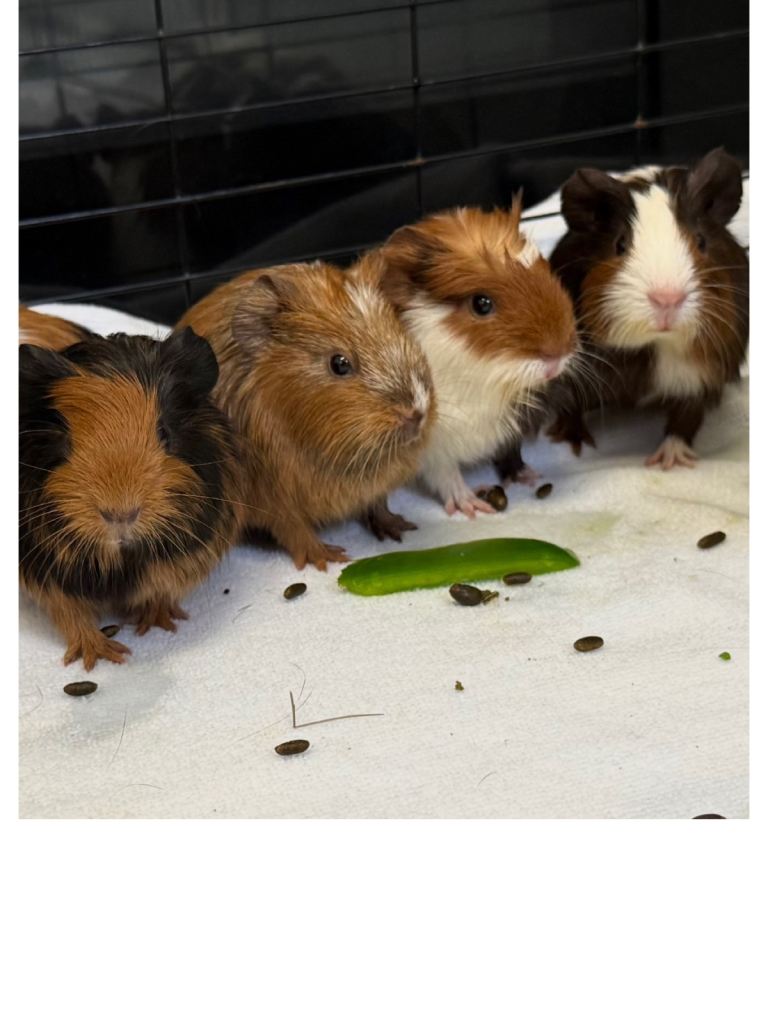 Baby Guinea Pigs for Sale 