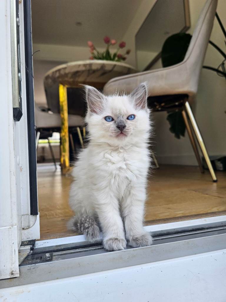 Ragdoll stunning white kitten girl
