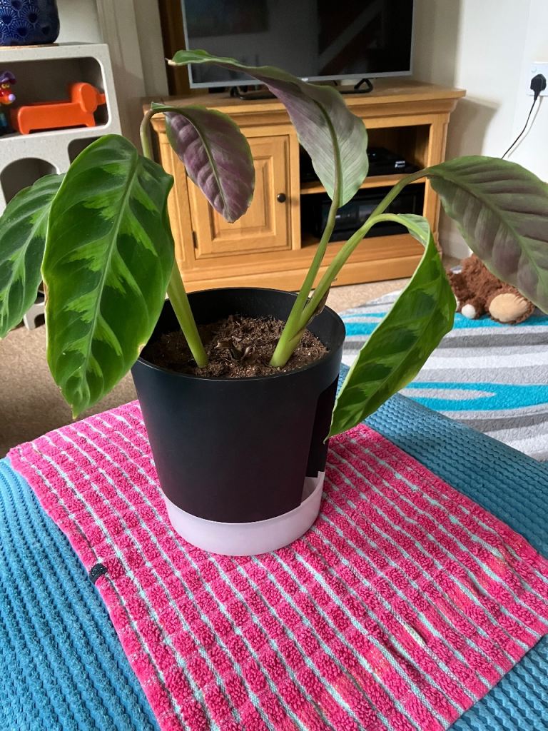 LOVELY PRAYER PLANT ( indoor plant) 