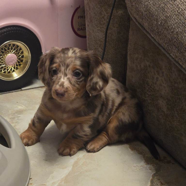 Minature daschound 
