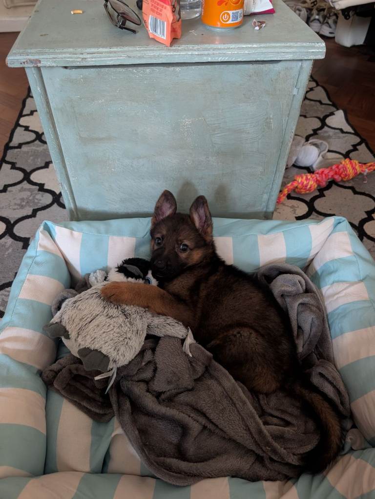 Beautiful German shepherd puppy