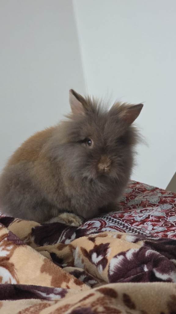 Lionhead bunny with cage & accessories