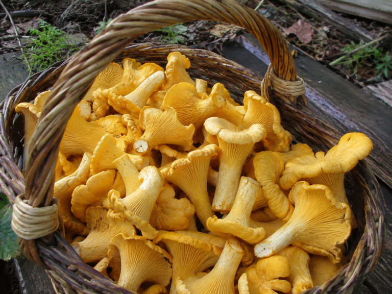 Wanted Fresh Wild Chanterelle Mushrooms - Scottish Season