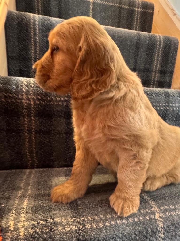 Quality Show Type Cocker Spaniel puppies last pup 
