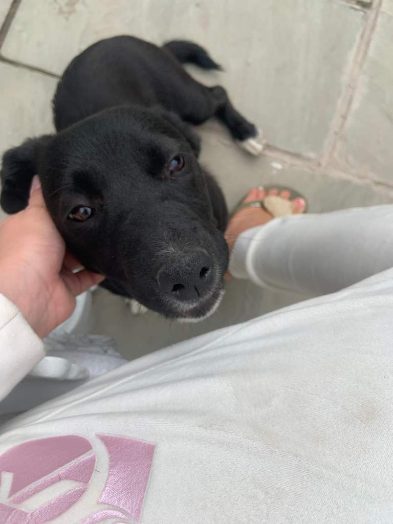   French bulldog cross border collie mix