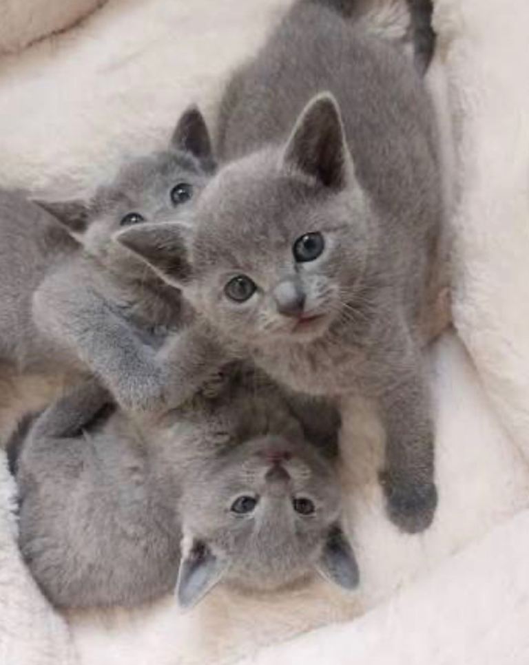 Russian Blue Kittens for sale