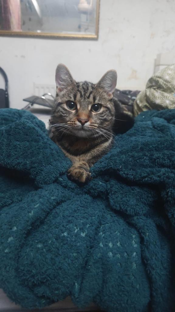 Lovely 7-Month-Old Boy Cat Looking for a New Home – Named Ace 🐾 