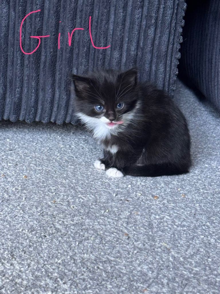 4 kitten 