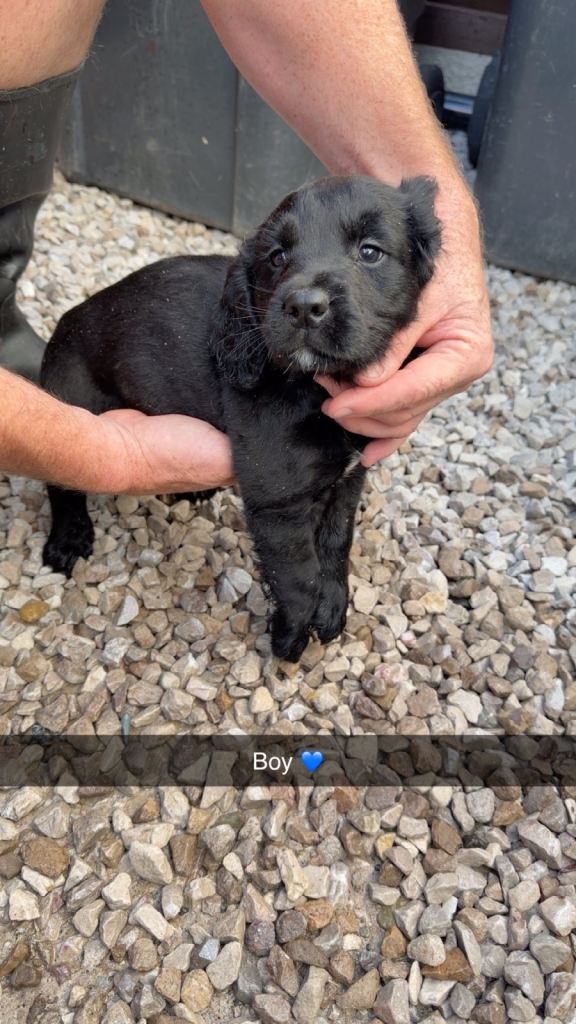 Adorable cocker spaniel puppies 