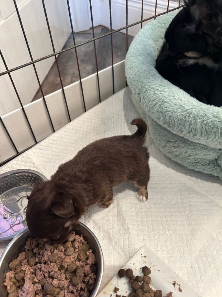 Tea cup chihuahua pups