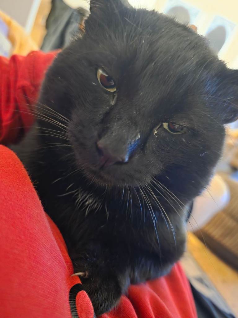 2 domestic shorthair cats (brothers) ragner and rolo