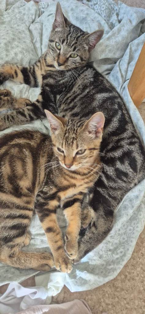 2 little Tabby brothers booking for loving home.
