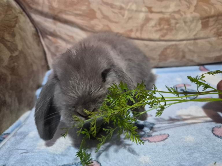 Mini lop
