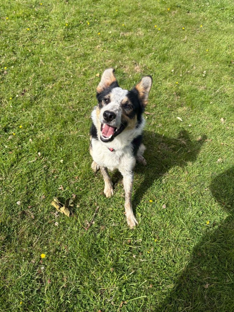One year old male collie