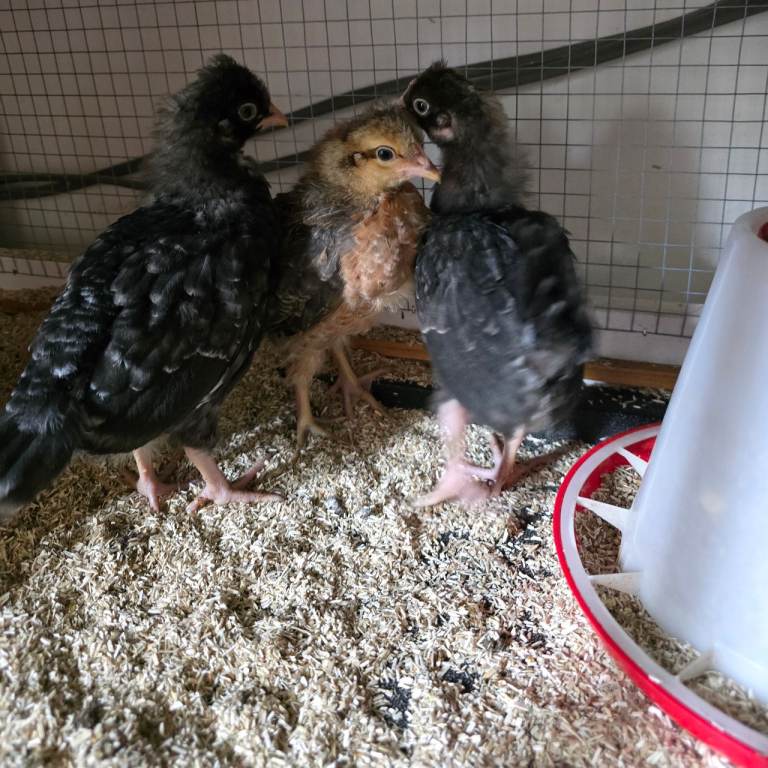 Chicken chicks