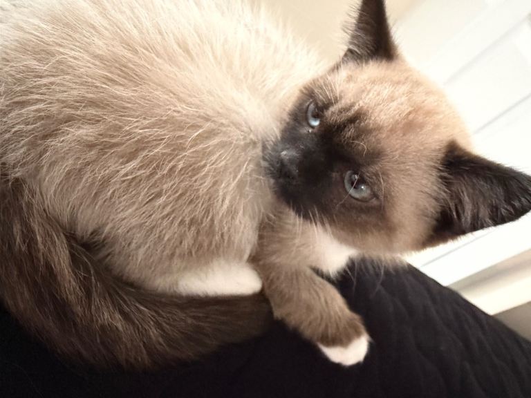 11 week old ragdoll kitten