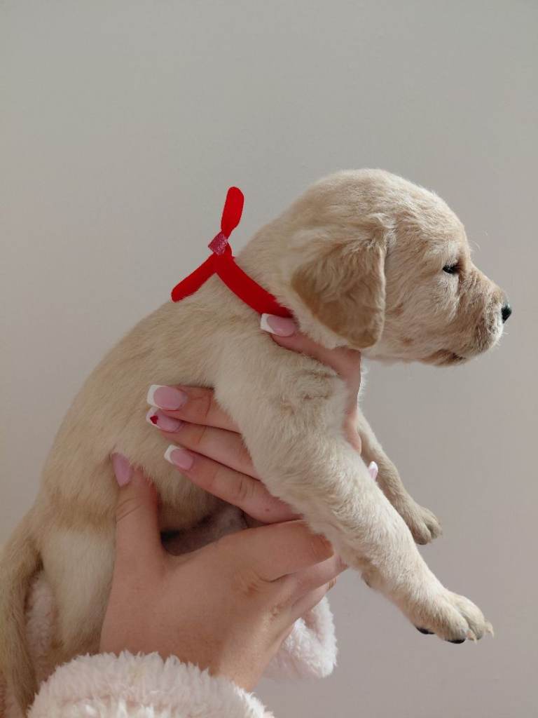 Labrador retriever puppies