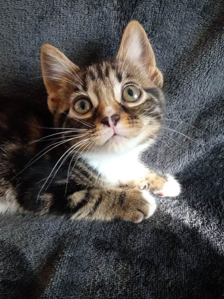 Tabby x kittens 