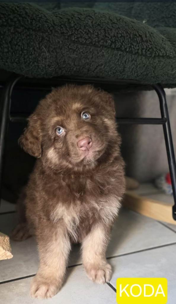 Liver Germany shepherd pups 