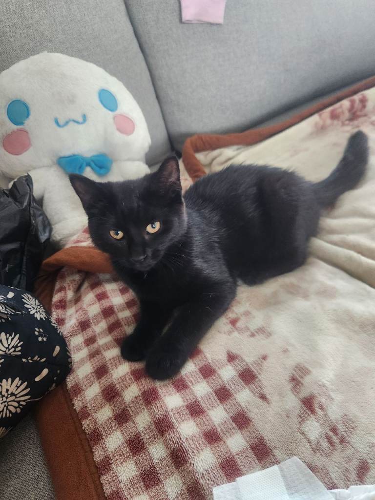 Loving male kitten for forever home