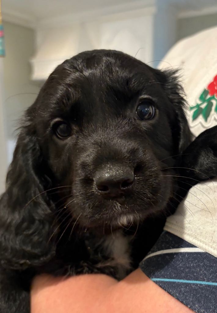 Beautiful cockerdor puppies 