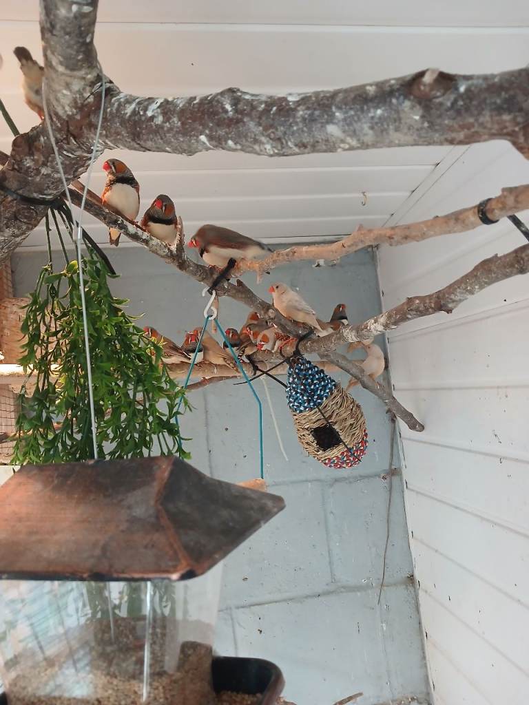 Zebra finches for sale