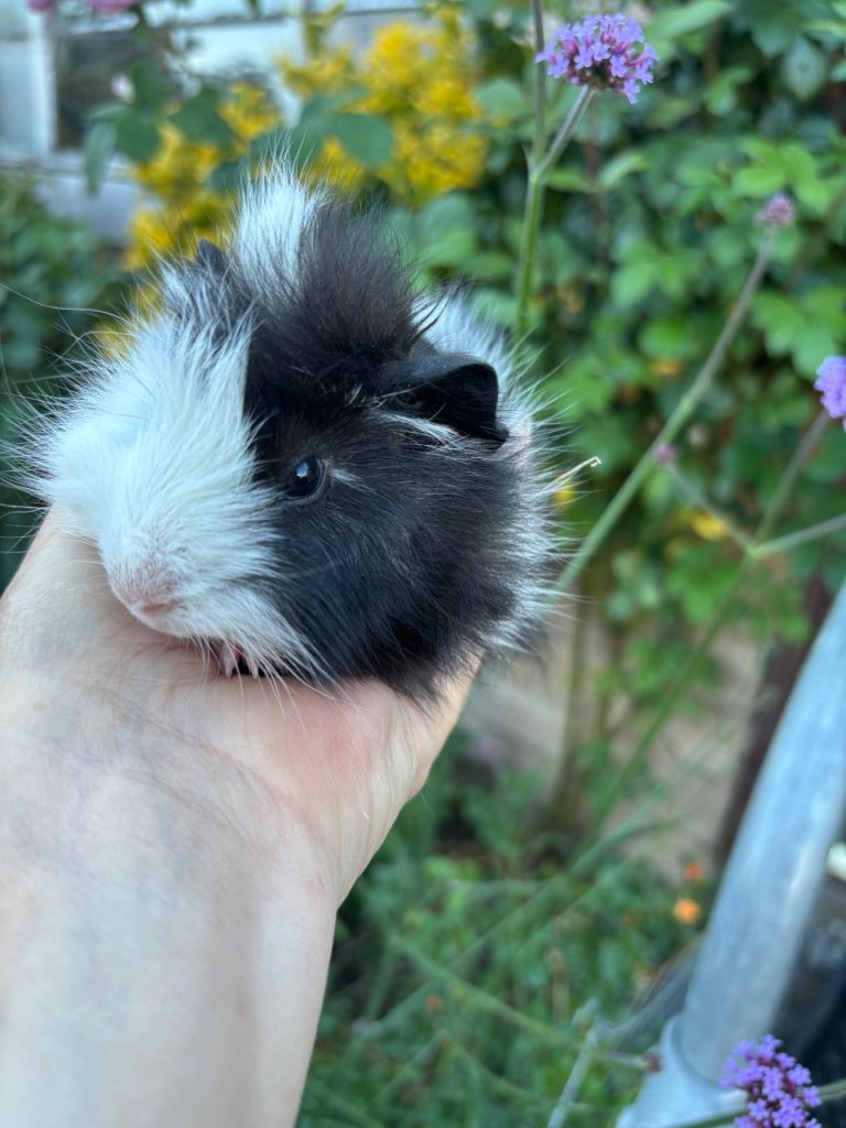 Gorgeous baby Guinea pigs