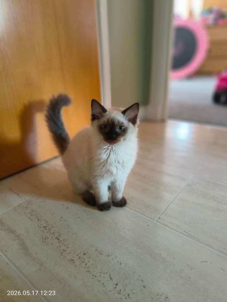 Ragdoll, Male, 13 weeks old