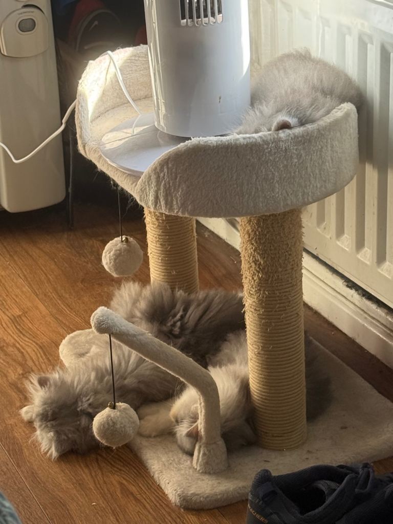 Adorable LILAC British Shorthair Kitten Looking for a Loving Home