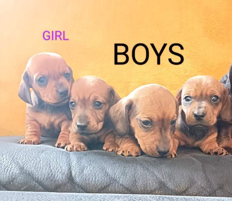 Miniature dachshund puppies