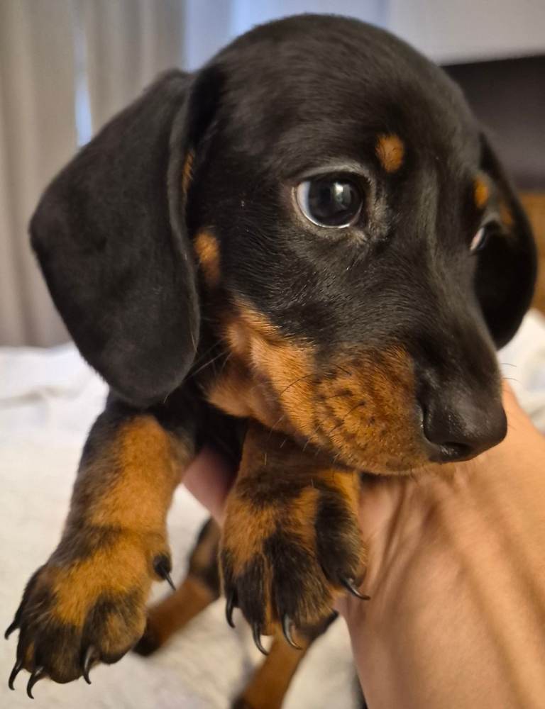 Miniature Dachshund Puppies Ready next week LAST 2