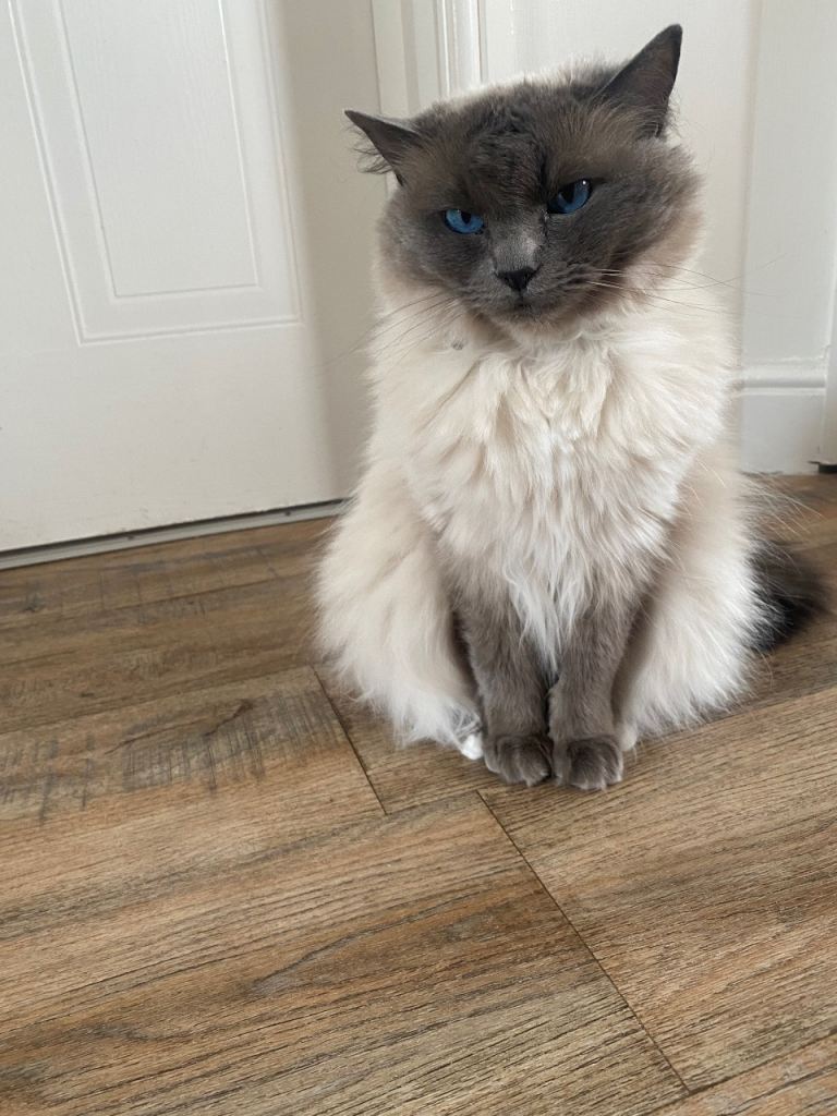 Female Ragdoll Cat